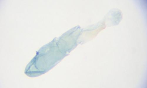 Réf. 253 007 : Borkhausenia nefrax